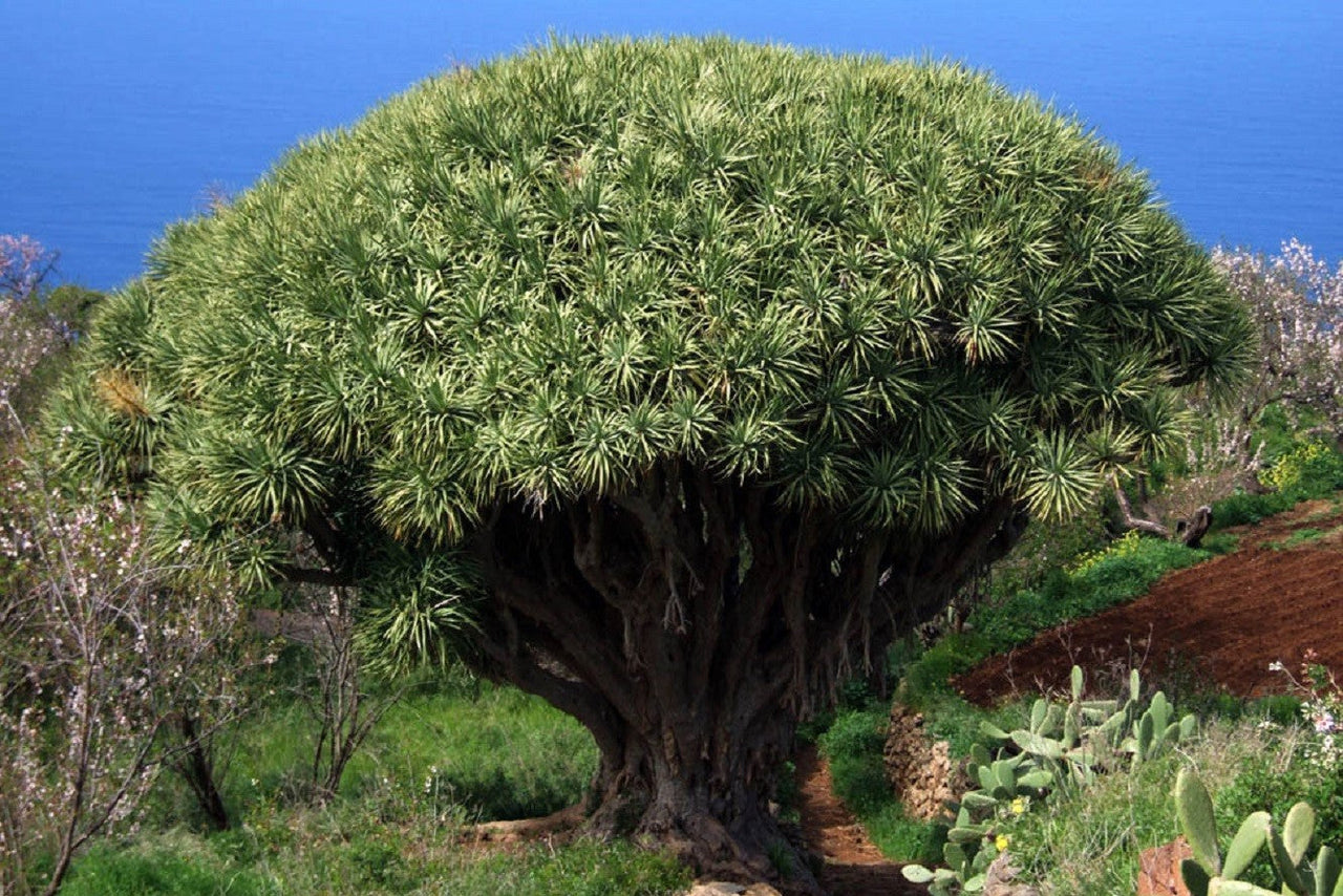 10 DRAGON TREE Dracaena Draco Canary Island Drago Blood Asparagus Yucca Evergreen Succulent Houseplant Orange Berry White Flower Seeds