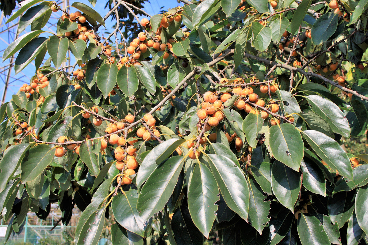 10 ITALIAN PERSIMMON TREE Dateplum Date Plum Fruit Diospyros Lotus Seeds