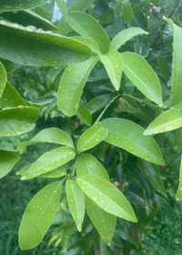 Gin Berry, Ginberry (Glycosmis pentaphylla)