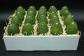 24 Large Hass Avocados Online Gift Box