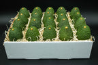 24 Large Hass Avocados Online Gift Box