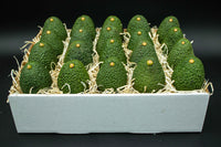 24 Large Hass Avocados Online Gift Box