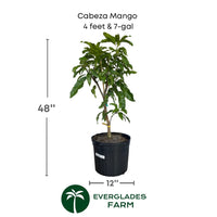 Cabeza, Man's Head, Mango Tree, Grafted