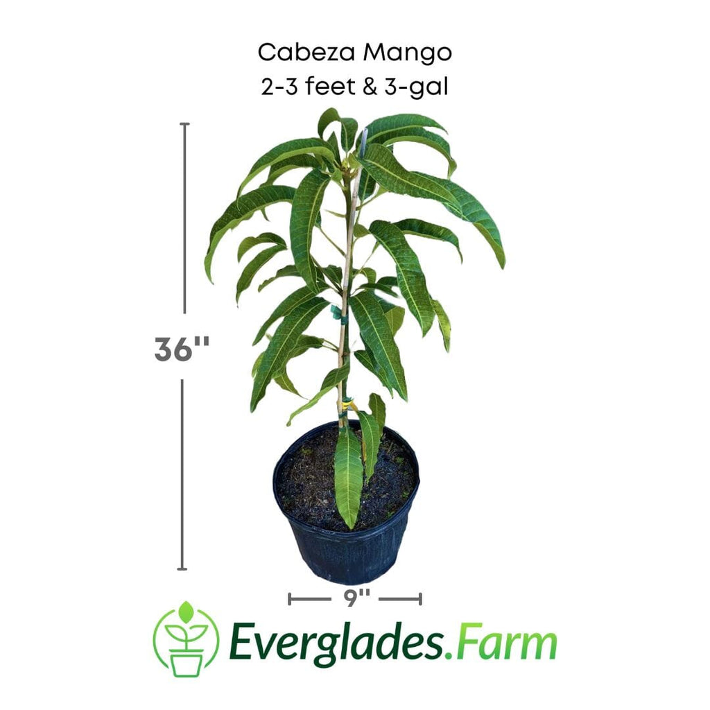 Cabeza, Man's Head, Mango Tree, Grafted