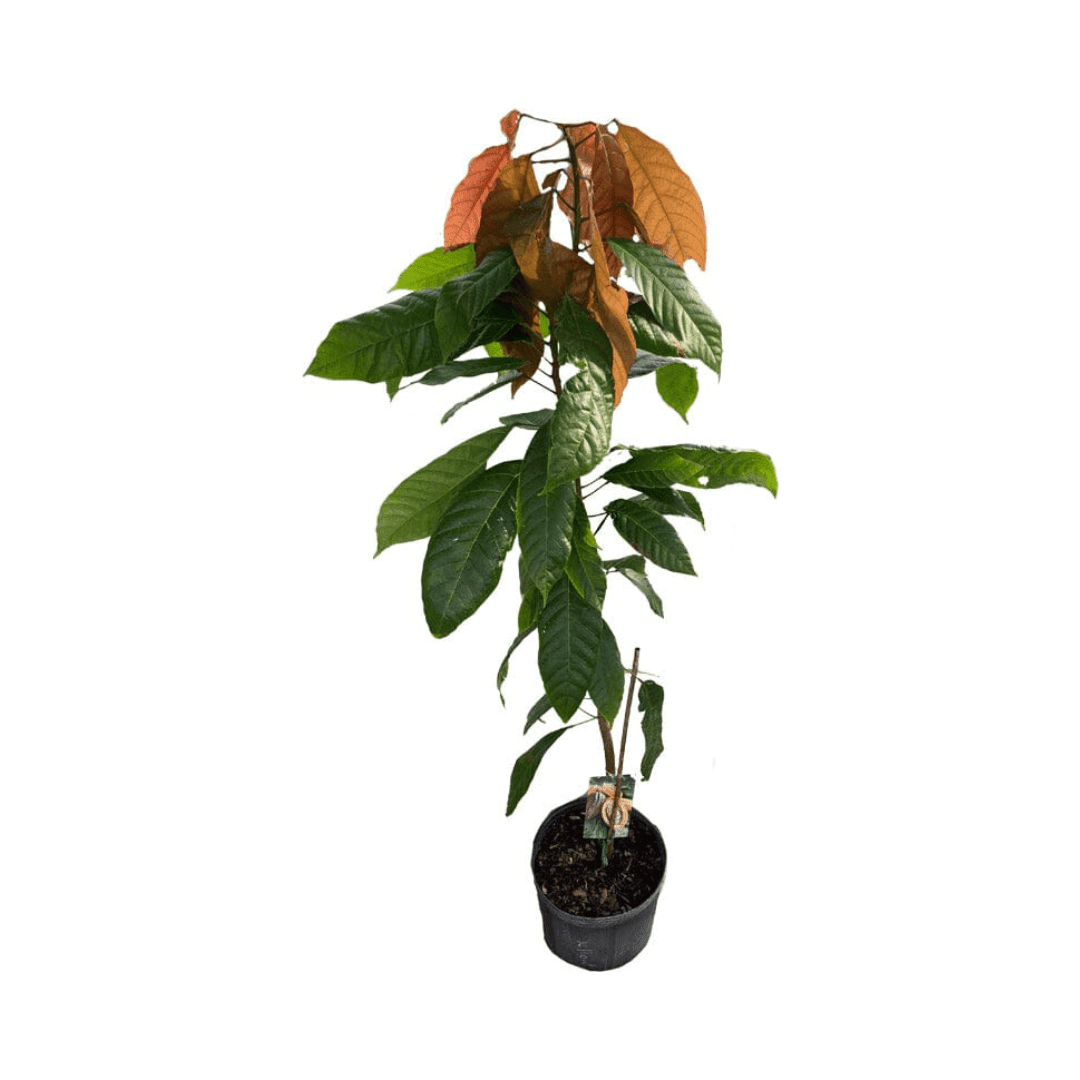 Trinitario Cacao Large Rounded Red Chocolate Tree Orange