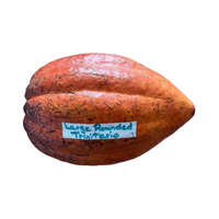 Trinitario Cacao Large Rounded Red Chocolate Tree Orange