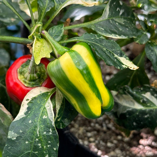 Candy Cane Pepper Seeds  The Pepper Pantry