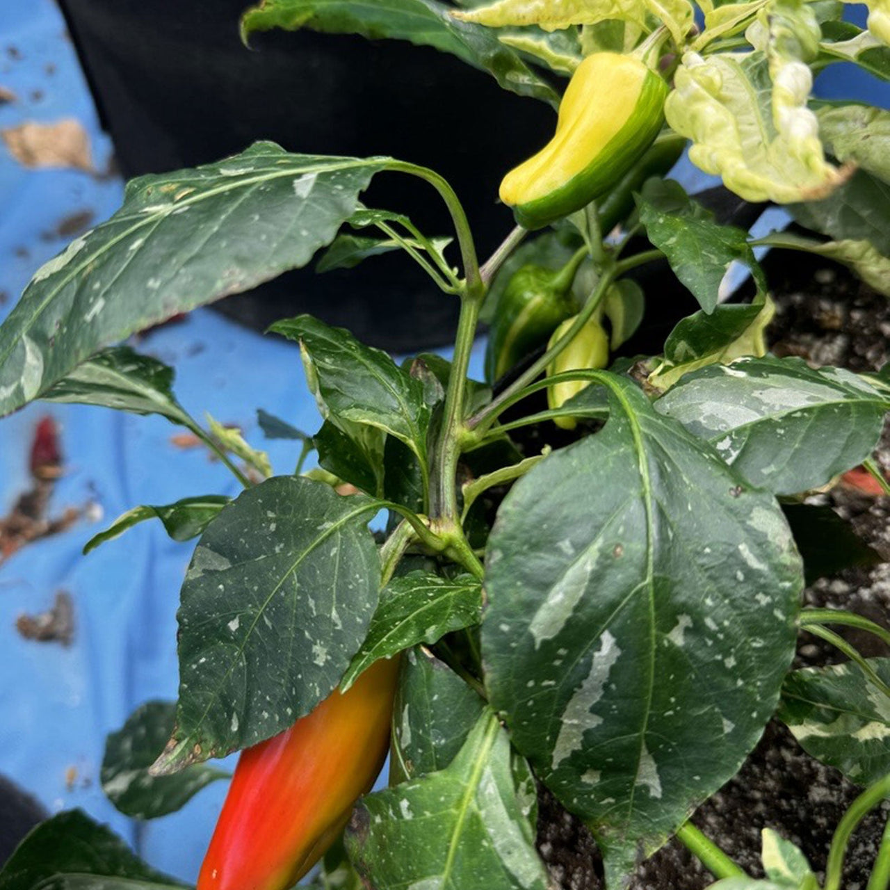 Candy Cane Pepper Seeds