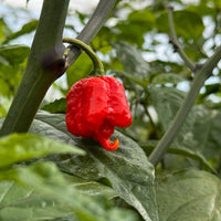 Carolina Reaper Pepper Seeds | HP22B