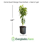 Carrie Dwarf Mango Tree Grafted