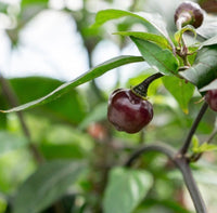 Thumbnail for Cheiro Roxa Pepper Seeds (Non-Isolated)