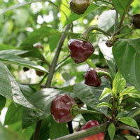 Thumbnail for Cheiro Roxa Pepper Seeds (Non-Isolated)