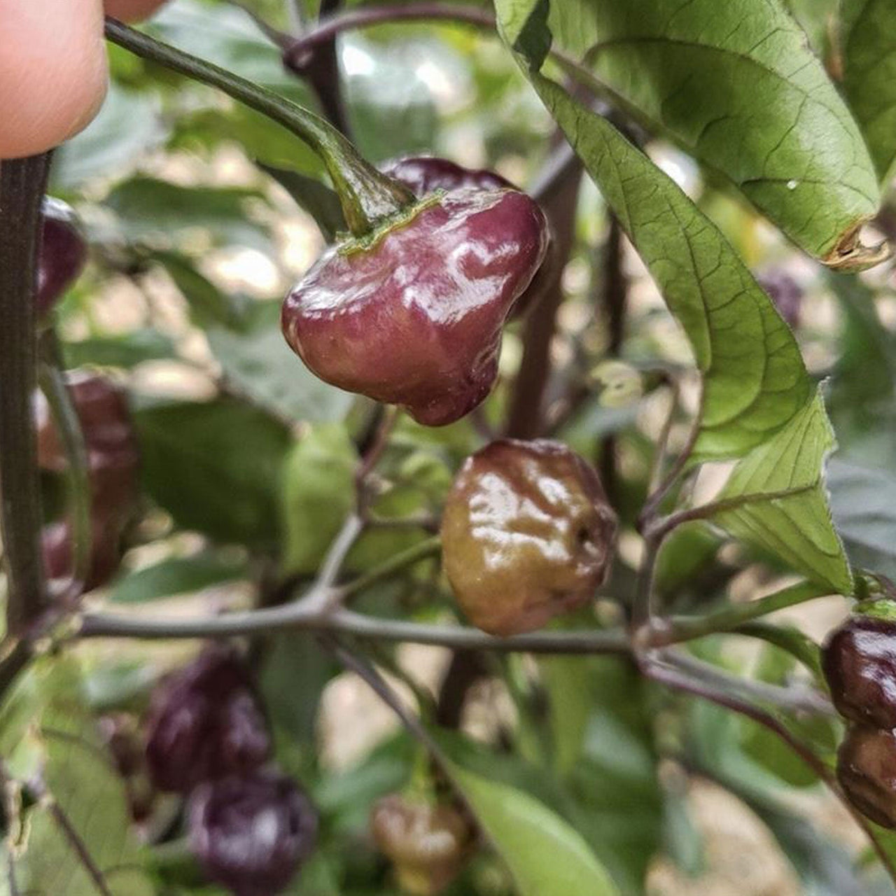 Cheiro Roxa Pepper Seeds (Non-Isolated)