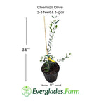 Chemlali Olive Tree
