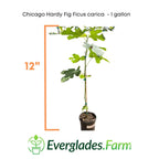 Chicago Hardy Fig Ficus carica