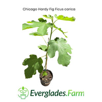 Chicago Hardy Fig Ficus carica
