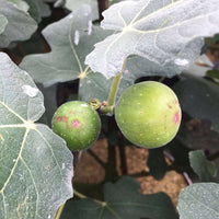 Chicago Hardy Fig Ficus carica