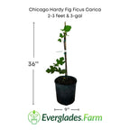 Chicago Hardy Fig Ficus carica