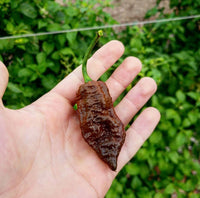 Chocolate Ghost Pepper Seeds