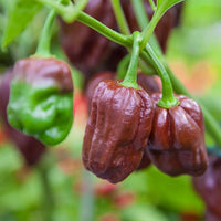 Thumbnail for Chocolate Habanero Pepper Seeds