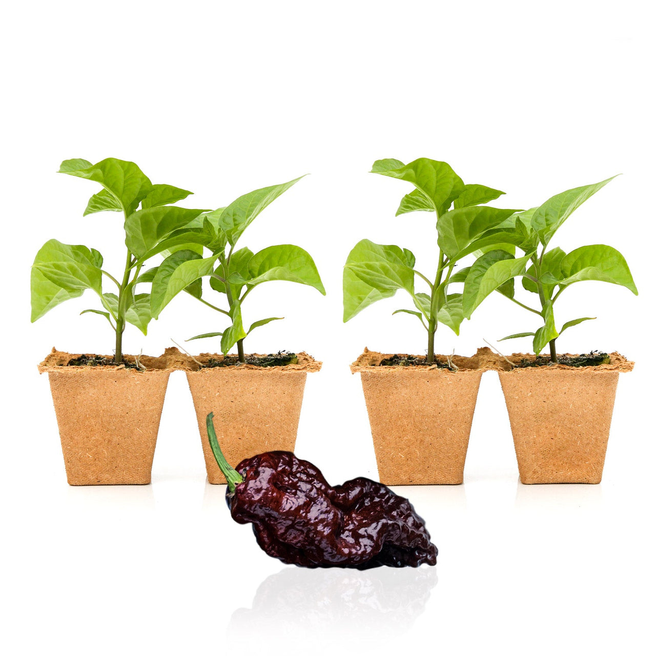 Chocolate Reaper Pepper Plants