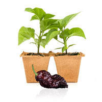 Chocolate Reaper Pepper Plants