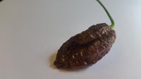 Thumbnail for Chocolate Bhutlah CS - Seeds