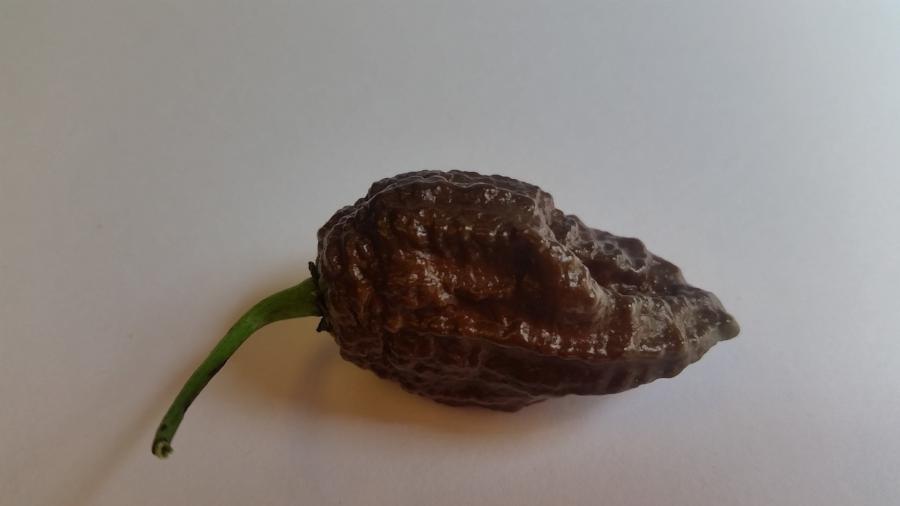 Chocolate Bhutlah CS - Seeds