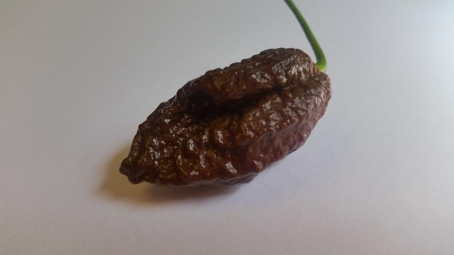 Chocolate Bhutlah CS - Seeds