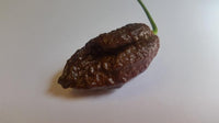 Thumbnail for Chocolate Bhutlah CS - Seeds