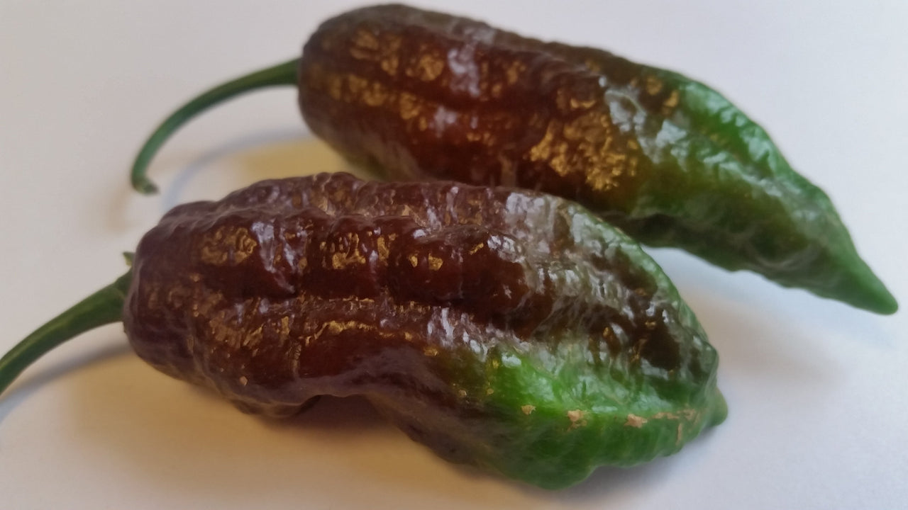 Chocolate Fatalii  - Seeds