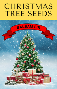 30 BALSAM FIR Tree Abies Balsamea Christmas Tree Silver Pine Canadian Fir Native Evergreen Seeds