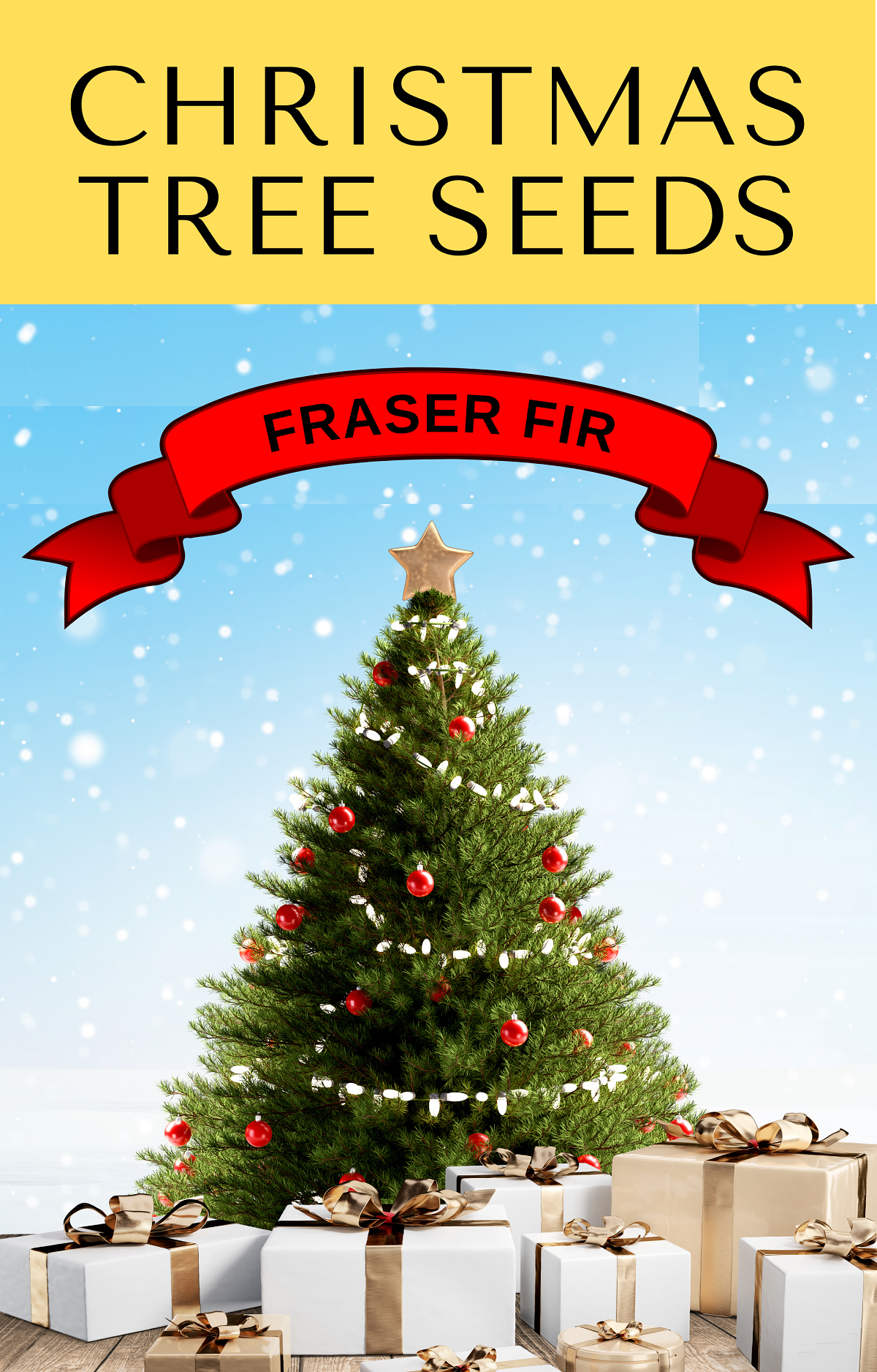 20 FRASER FIR Tree Abies Fraseri Christmas Tree Southern Balsam Fir Native Evergreen Seeds