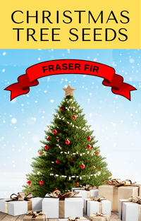 20 FRASER FIR Tree Abies Fraseri Christmas Tree Southern Balsam Fir Native Evergreen Seeds