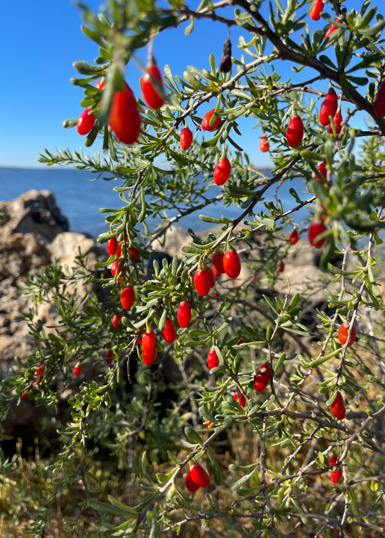 Christmasberry (Lycium carolinianum)