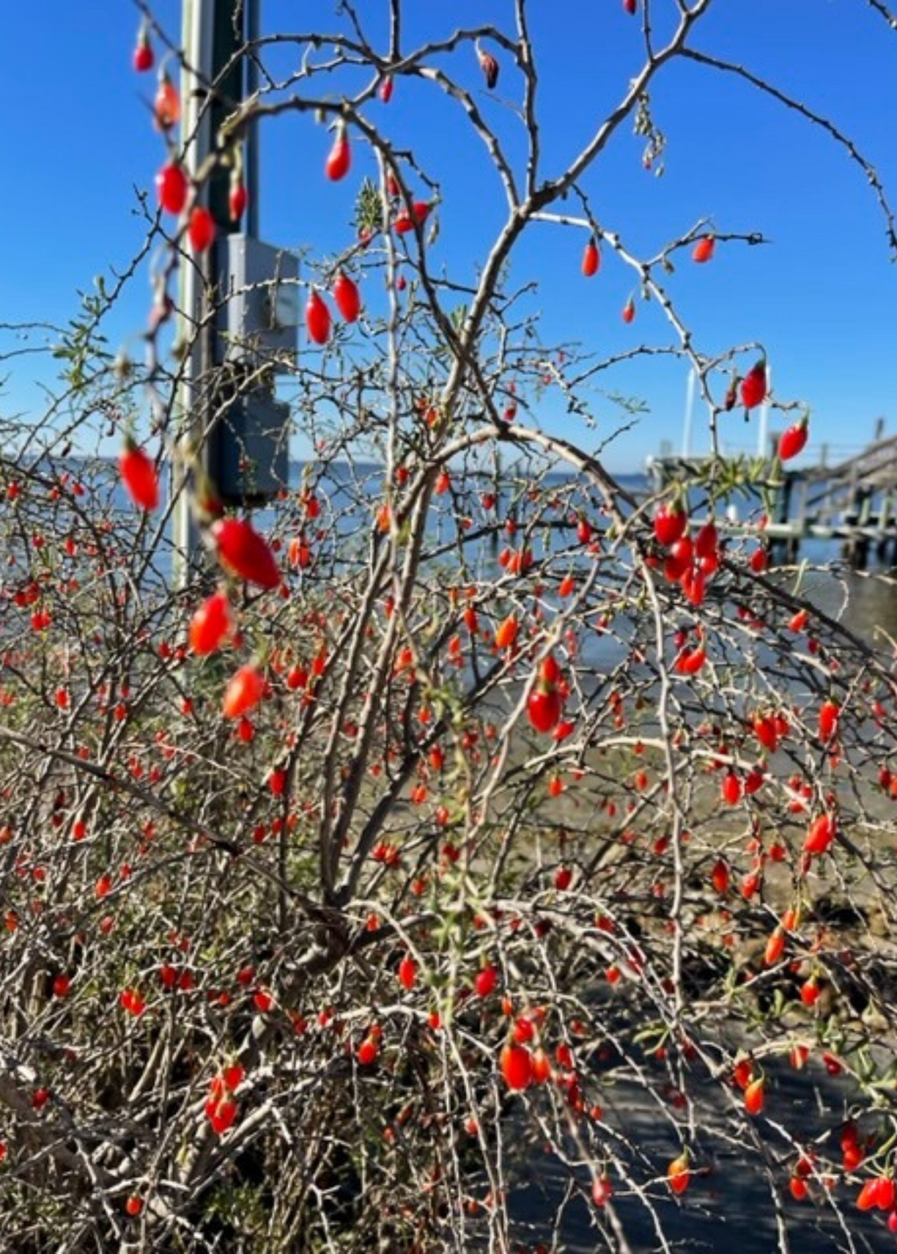 Christmasberry (Lycium carolinianum)
