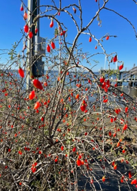 Christmasberry (Lycium carolinianum)