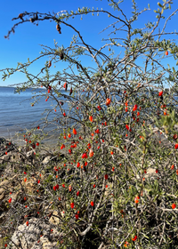 Christmasberry (Lycium carolinianum)