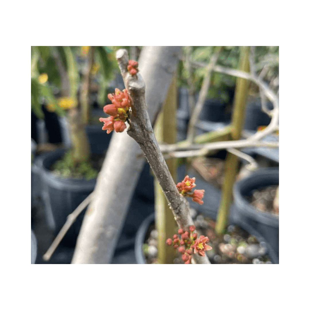 Yellow Spanish/Hog Plum, Ciruela, Jocote Amarillo, Tree