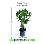 Coffee Plant