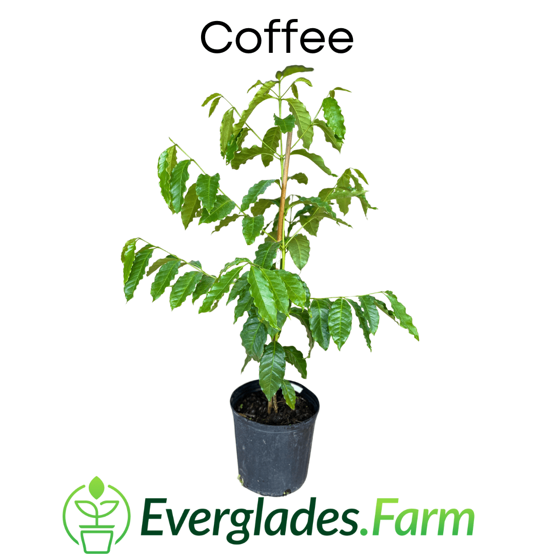 Coffee Plant
