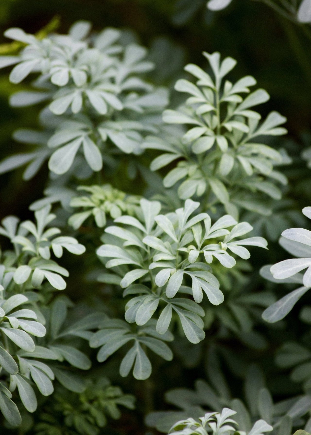 Rue (Ruta graveolens)
