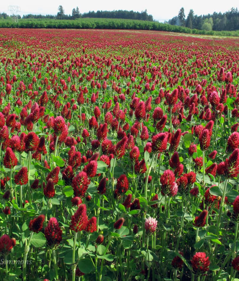 Crimson Clover