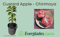Red Custard Apple, Chirimoya Tree