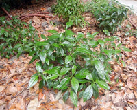 Dwarf Wild Coffee ‘Little Psycho’ – Compact Native Shrub for Shade Gardens