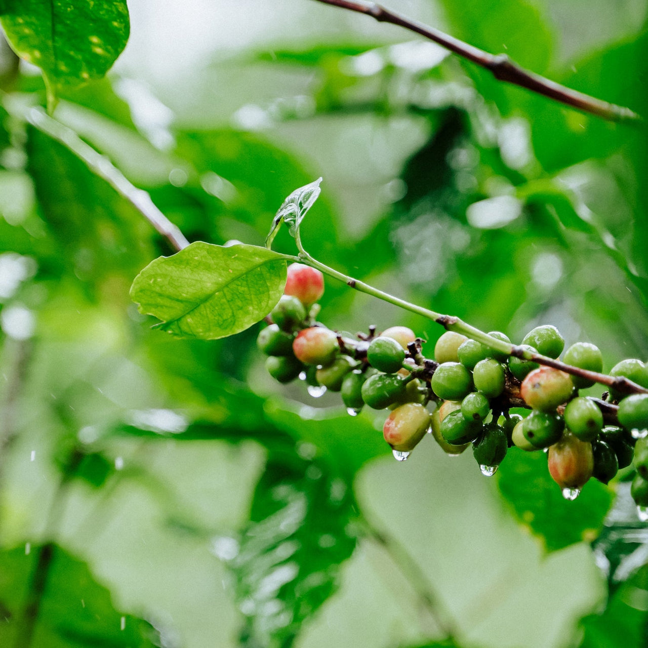 Honduran Espresso Blend Coffee