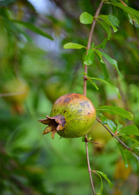 Pomegranate 'Vietnamese Pink' (Punica granatum)