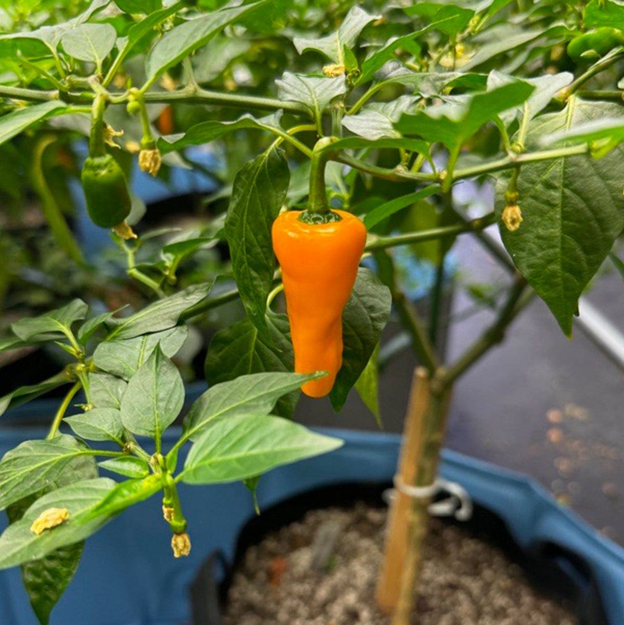 Datil Yellow Pepper Seeds