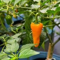 Datil Yellow Pepper Seeds