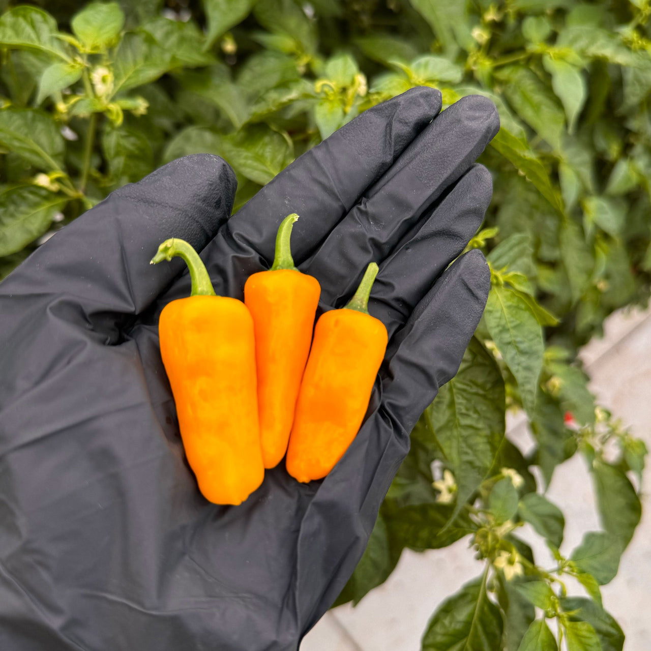 Datil Yellow Pepper Seeds